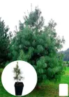Сосна гімалайська 3-х річна "Griffithii" С3, висота 20-30см (144824)