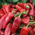 Насіння солодкого перцю Самандер F1, Nunhems, 10 шт.