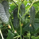 Насіння огірка Бйорн F1, Enza Zaden, 10 шт.