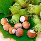 Саджанці фундука Каталонський 3-річний