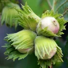 Саджанці фундука Барселонський сіянець 3-річний