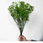 Стабілізована гіпсофіла, зелена, W11