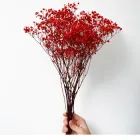 Стабілізована гіпсофіла, червона, W12