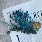 Сині сухі квіти для декору