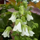 Насіння квітів Симфіандра повисла, суміш, Legutko, 0.01 г.