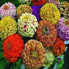 Насіння квітів Цинія Меланж, суміш, Legutko, 0.5 г.