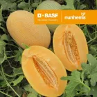 Насіння дині Кар'єра F1, Nunhems, 10 шт.