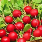 Насіння редиски Селеста F1, Enza Zaden, 3 г.