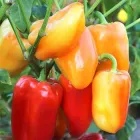 Насіння солодкого перцю Барбі F1, Syngenta, 10 шт.