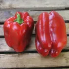 Насіння солодкого перцю Клаудіо F1, Nunhems, 10 шт.