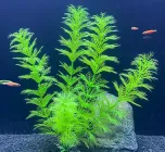 Декорація для акваріума рослинаХ813 22 см (пластик)