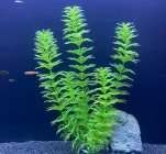 Декорація для акваріума рослинаХ1213 30*6*2,5 см (пластик)
