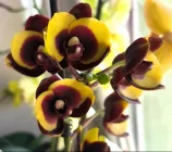 Орхідея (підліток зараз без квітів) TopDreams фаленопсис Phal 450 Panda (Bananarama) 1.7 (мох)