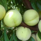 Саженцы персика Айс Пич - 2-летний