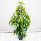 Фікус Амстел Кінг, Ficus Amstel King, висота 70-80см, горщик ⌀17