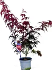 Японський клен (Japanese maple) Atropurpureum, 70-90 см, об'єм горщика 3л (RG001)