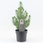 Італійська сосна Пінія Pinea Silver Crest, висота 25 - 35 см, горщик 10"