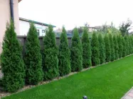 Саджанці Туя Смарагд в горшку 0,5л h 30-40см