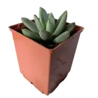 Пачеверія Маленька перлина (Pachyveria Little Jewel), контейнер 7*7*8 см (s068s)