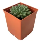 Суккулент Ехеверія Сетоза Демінута (Echeveria Setosa Deminuta), контейнер 7*7*8 см (s075s)