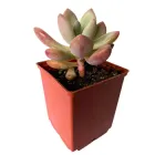 Сукулент Пафіхітум Мунглоу (Pachythytum Moonglow), контейнер 7*7*8 см (s054s)