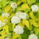 Саджанці Пухиркоплодник калинолистний "Luteus" (Лютеус) горшок 0,5 л.