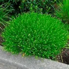 Саджанці Сантоліни зеленої в горшке 0,5л