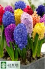 Гіацинт Суміш сортів 3 шт Голландія