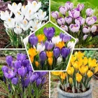Крокус суміш 11 шт Голландія
