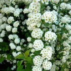 Саджанці Спіреї Вангутта (Spiraea Vanhouttei) Р9