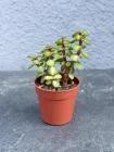 Сукулент Портулакарія Афра Медіопікта (Portulacaria Afra Mediopicta) D5 см