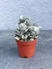 Сукулент Каланхое ромбовидно-волосисте (Kalanchoe rhombopilosa) D5 см