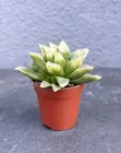 Сукулент Хавортія Ретуза Білий привид (Haworthia retusa 'White Ghost') D5 см
