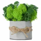 Кашпо Jungle сірого кольору з стабілізованим мохом Ягель зеленого і салатового кольору