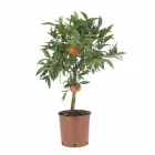 Цитрус Clementine, горщик ⌀ 21, висота 90-100см