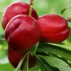 Нектарин "Кримчанин" Пізній сорт