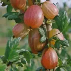 Агрус безколючковий "Ксюша" Середньоспілий сорт