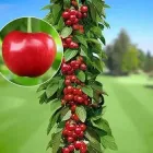 Черешня "Сільвія". Середньоспілий колоновидний сорт.