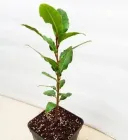 Лавр Благородний (0,5л. Р9)