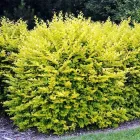 Бірючина Вікарій (Ligustrum Vicaryi) (горшок 0,5л.)