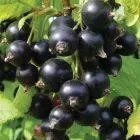 Смородина чорна "Чорний Бумер"