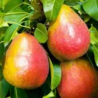 Груша "Дюшес" ("ВІльямс літній") Літній сорт