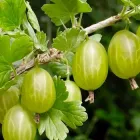 Агрус безколючковий "Уральський" Ранньо-середній сорт