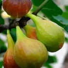 Інжир "Далматський" (2,5 річний 2л.)