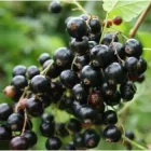 Чорна смородина "Біг Бен"