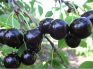 Вишня "Шоколадниця" Середньоспілий сорт