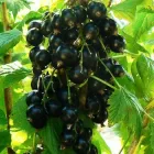 Смородина чорна "Козацька"