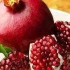 Гранат "Велес" (1,5 річний, Р9)