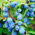 Жимолость їстівна "Войтек" горщик С1.5