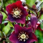 Морозник Red Lady горщик 0,5л